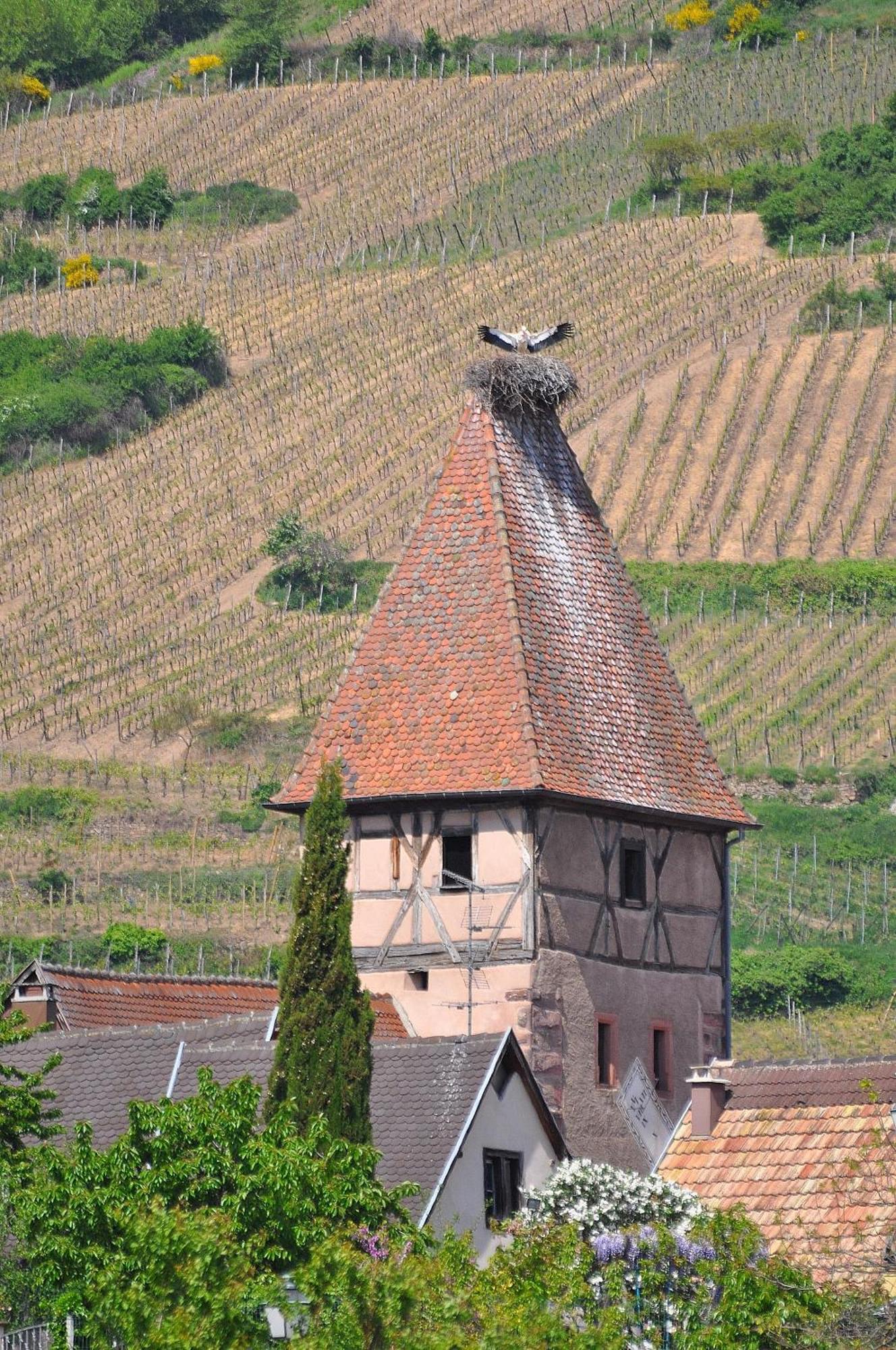 Gite Du Vignoble Ammerschwihr Exterior foto